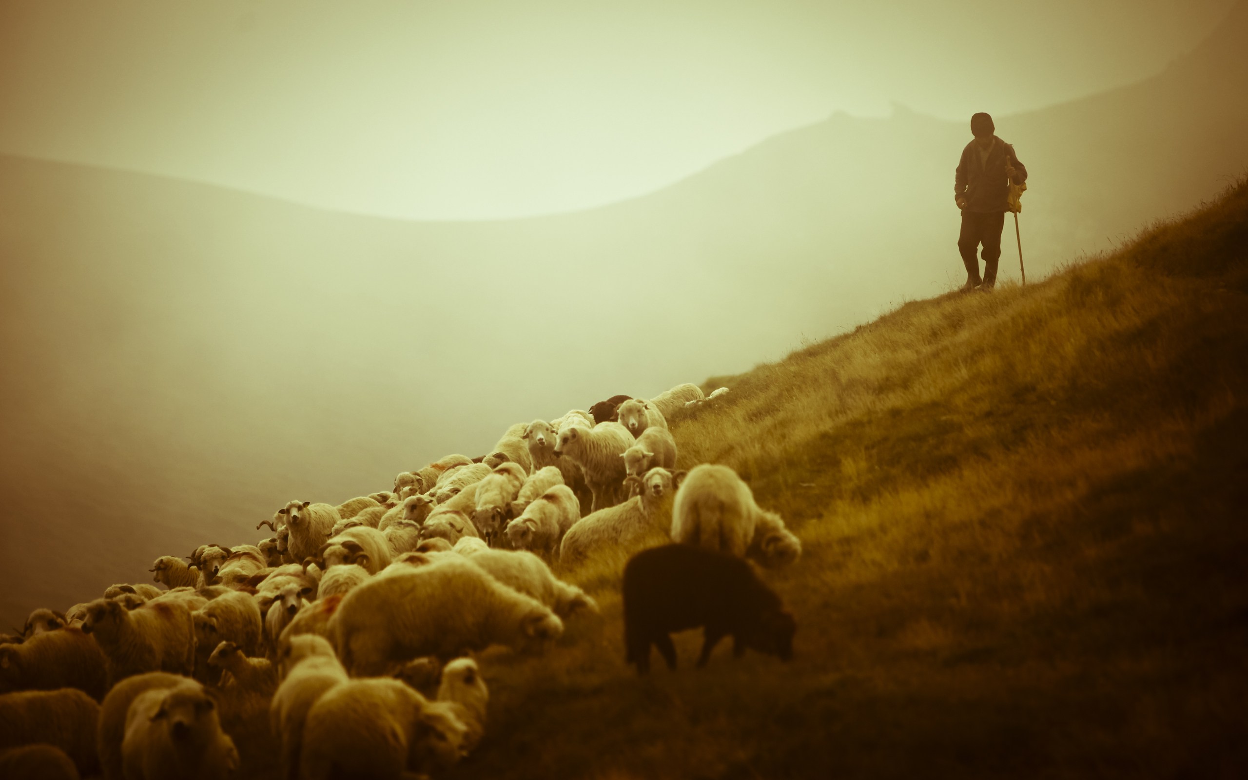 pecore