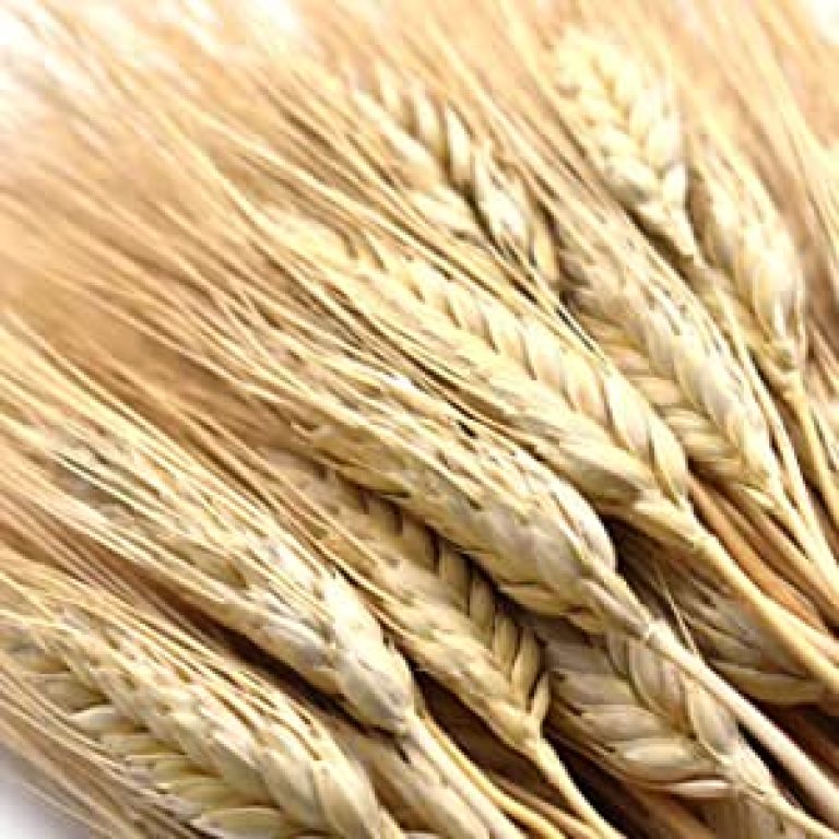 91uU+HfkDiL.__AC_SX300_SY300_QL70_ML2_