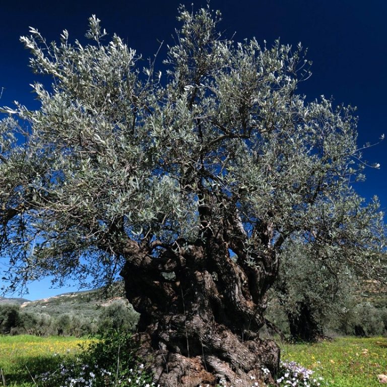 94d43e327d9303539cb1e2aac7032668