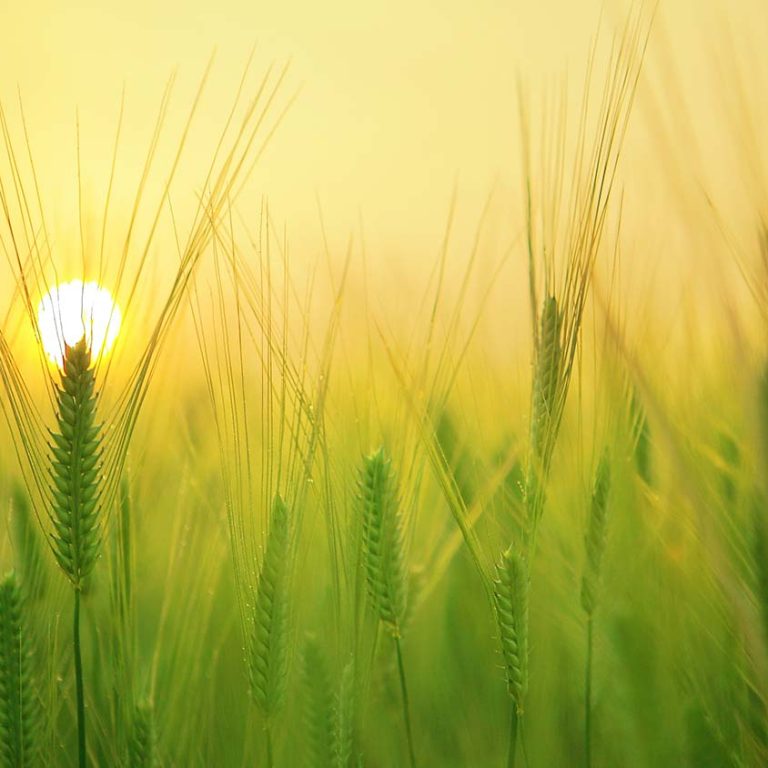 Orario-delle-celebrazioni