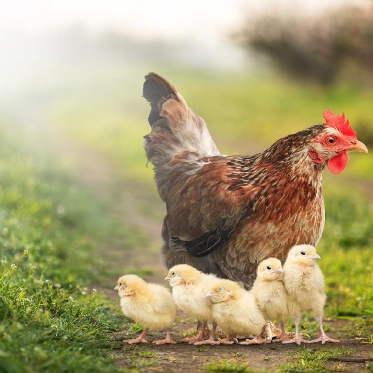 blog-cosa-fare-se-avete-una-chioccia-it-000