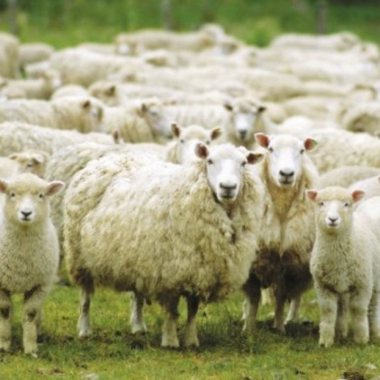 f_-parco-del-lura-sparito-un-gregge-di-150-pecore-ccss