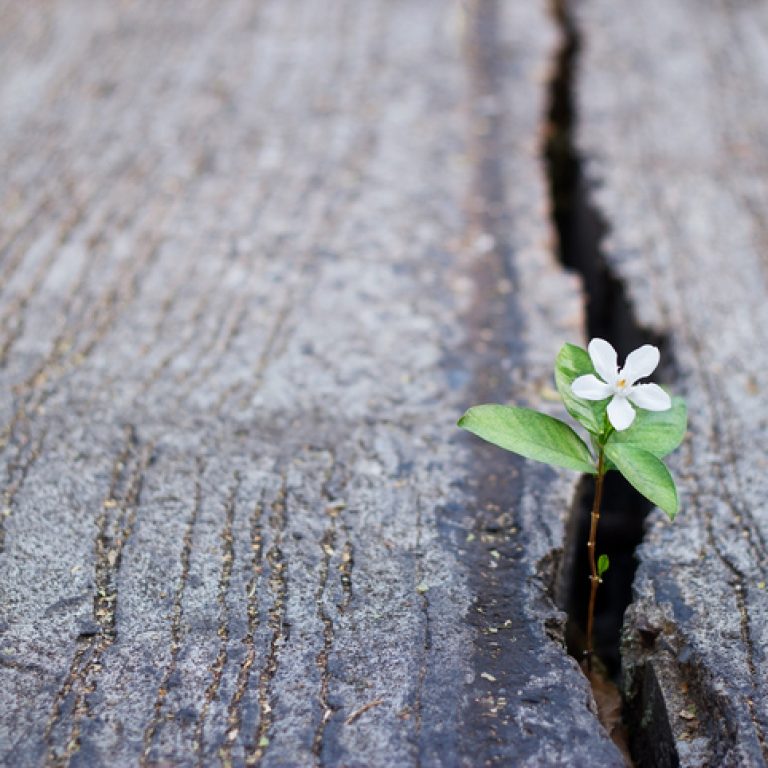 white flower growing on crack street, soft focus, blank text