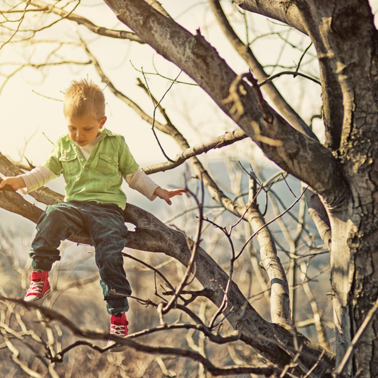 Little boy climbing tree.