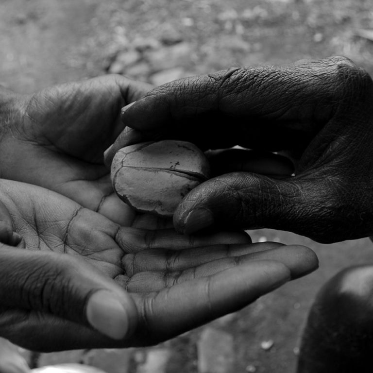 kola-nut-829934_1280