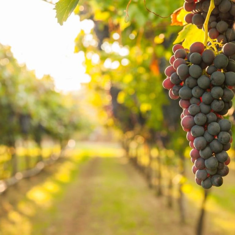 luglio-in-vigna-ecco-il-grappolo-sulla-vite