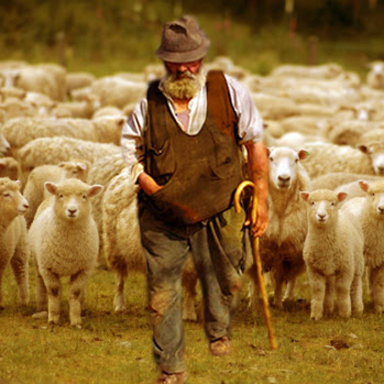 ca. 2004, New Zealand, Pacific --- Flock of sheep, New Zealand, Pacific --- Image by © Mula Eshet/Robert Harding World Imagery/Corbis