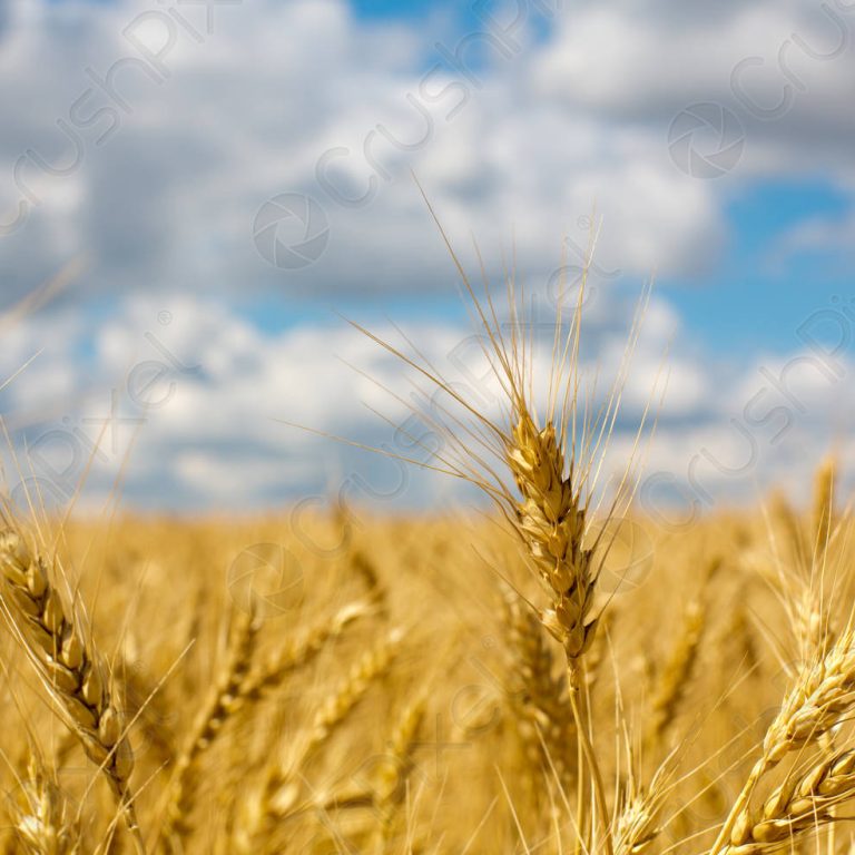 wheat-ears-on-field-1401930